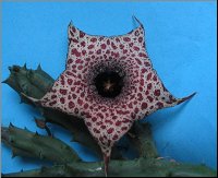 Huernia kirki 1